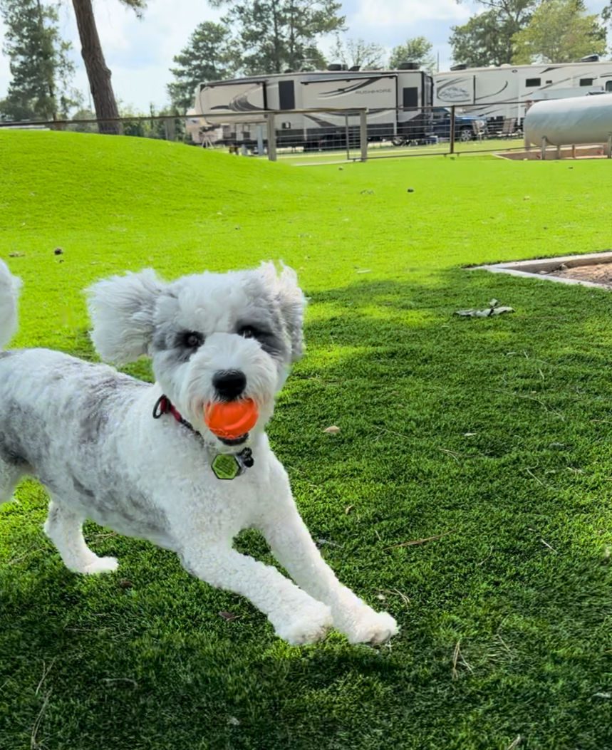 A happy dog playing with an orange ball on the turf