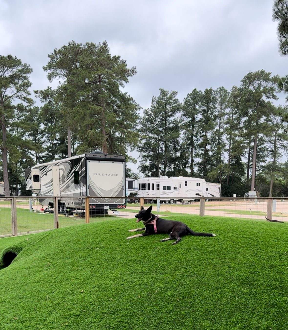 Nelly resting on the artificial-turf mound in the dog park with RVs behind