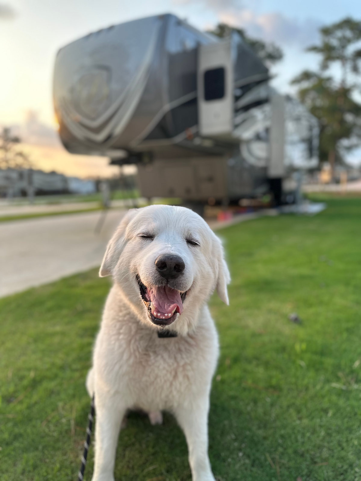 A picture of our park mascot Popeye enjoying the beautiful weather and green grass standing in front of a fifth wheel
